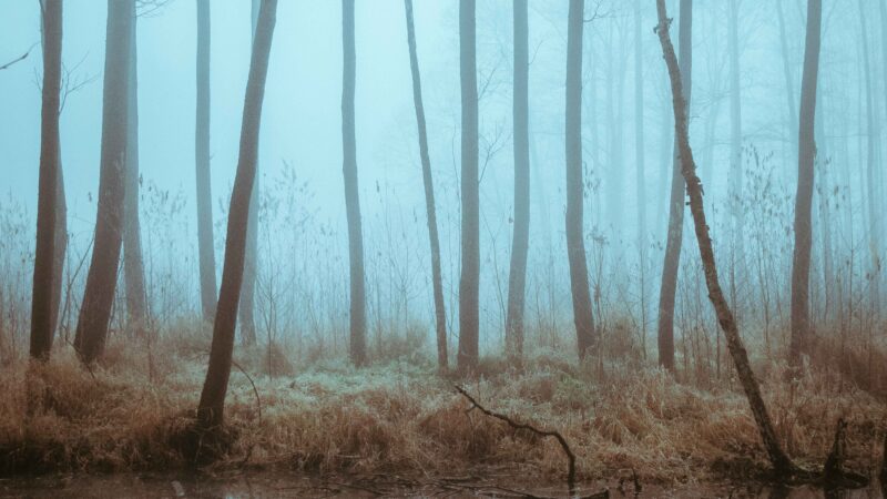 Unlocking the Secrets: Dream Interpretation, Meat, Mystic Numbers, and What They Mean for You